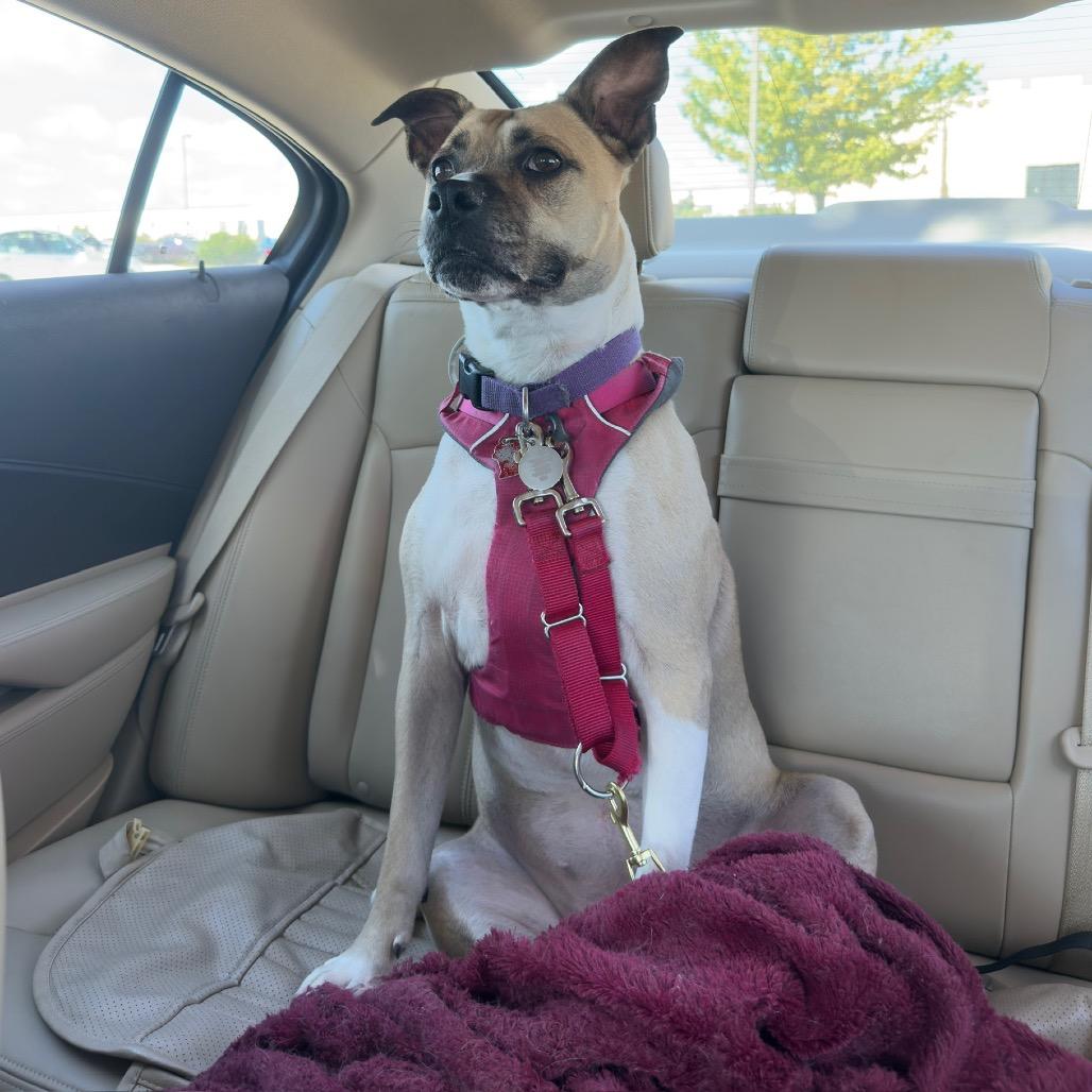 Bella, Adoptable, Senior Female Boxer & Mixed Breed.