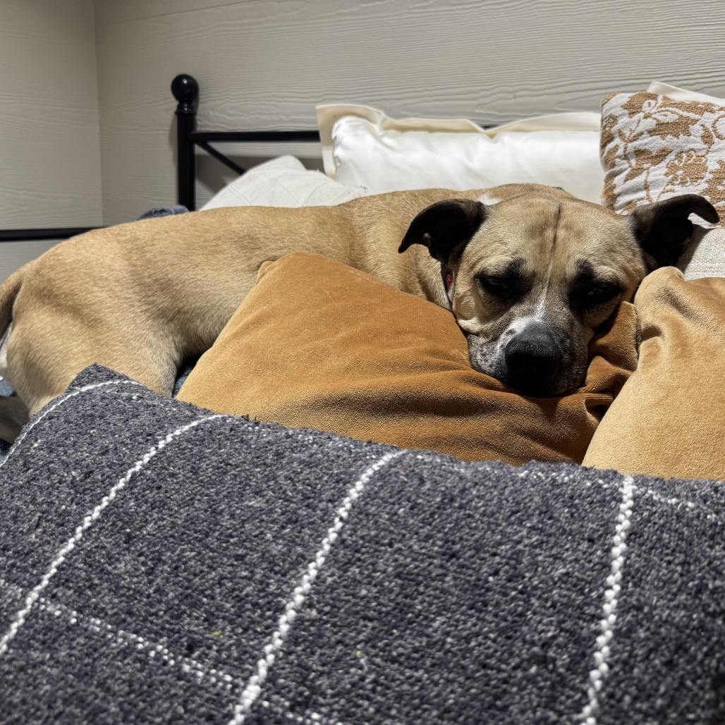 Enlarge Bella, a Adoptable mixed breed in Milwaukee, WI image 2/6