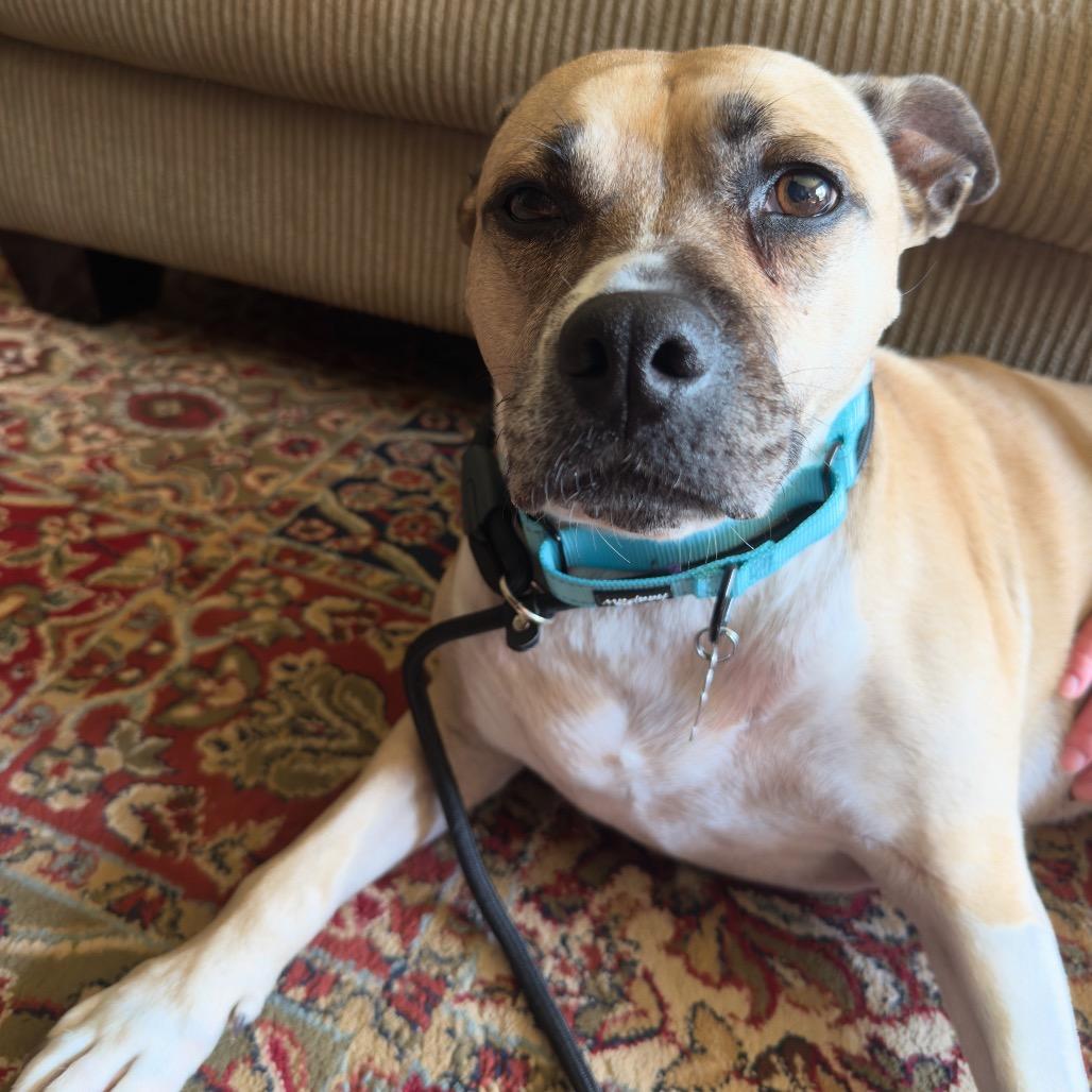 Enlarge Bella, a Adoptable mixed breed in Milwaukee, WI image 3/6