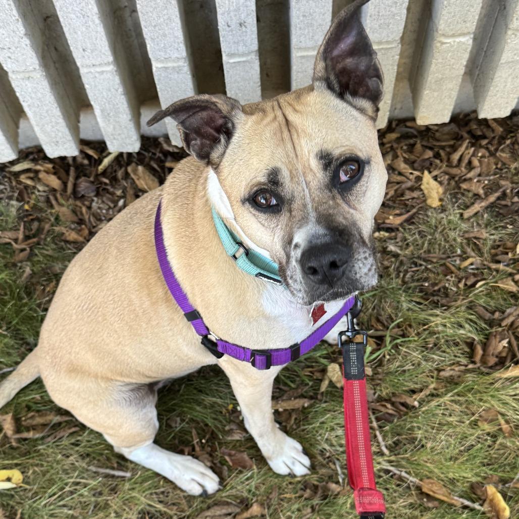 Enlarge Bella, a Adoptable mixed breed in Milwaukee, WI image 4/6