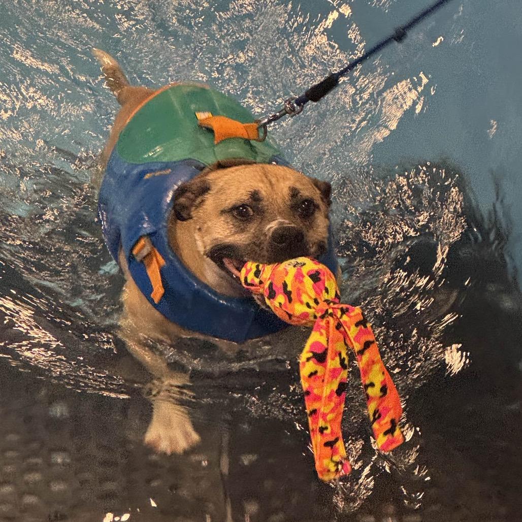 Enlarge Bella, a Adoptable mixed breed in Milwaukee, WI image 5/6