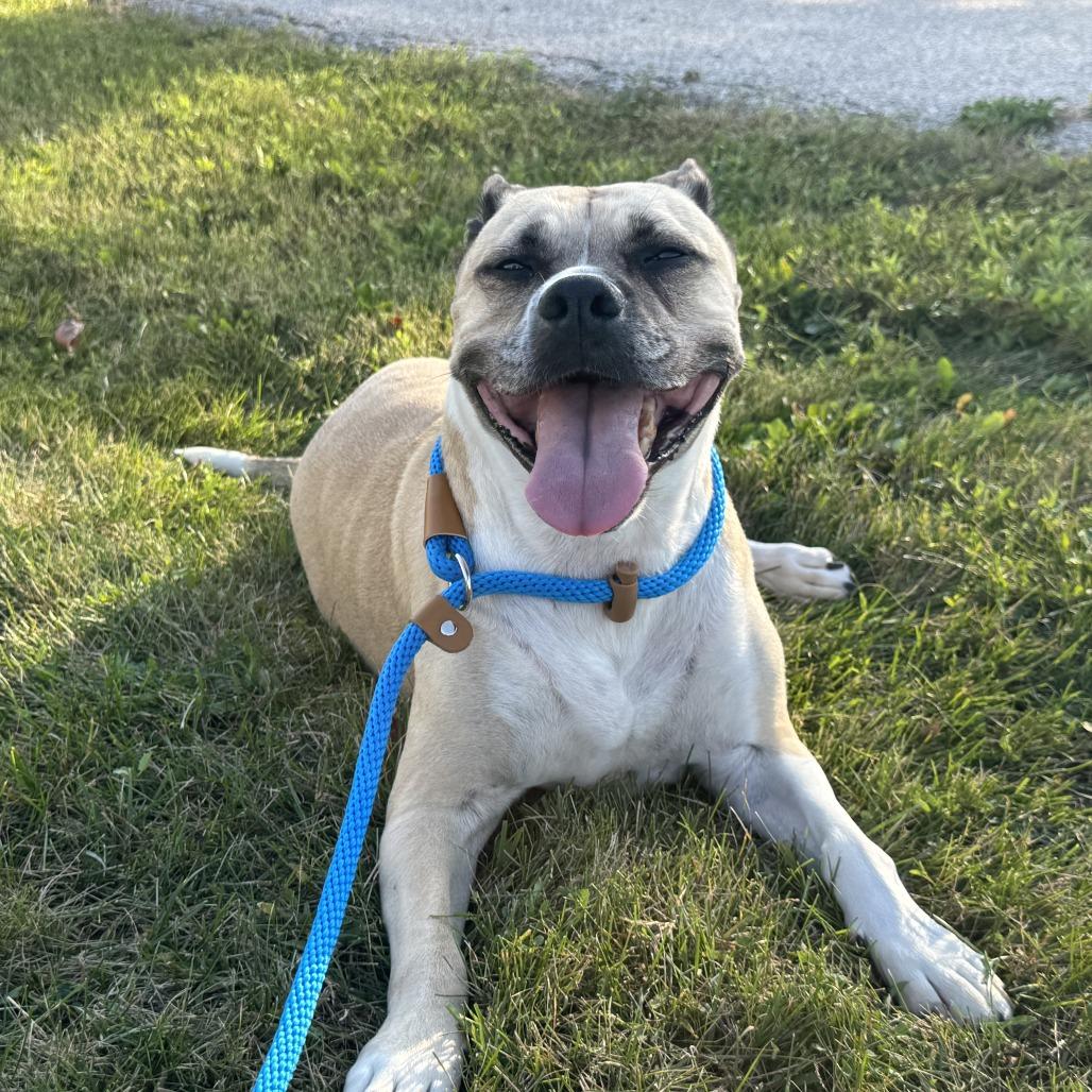 Enlarge Bella, a Adoptable mixed breed in Milwaukee, WI image 6/6