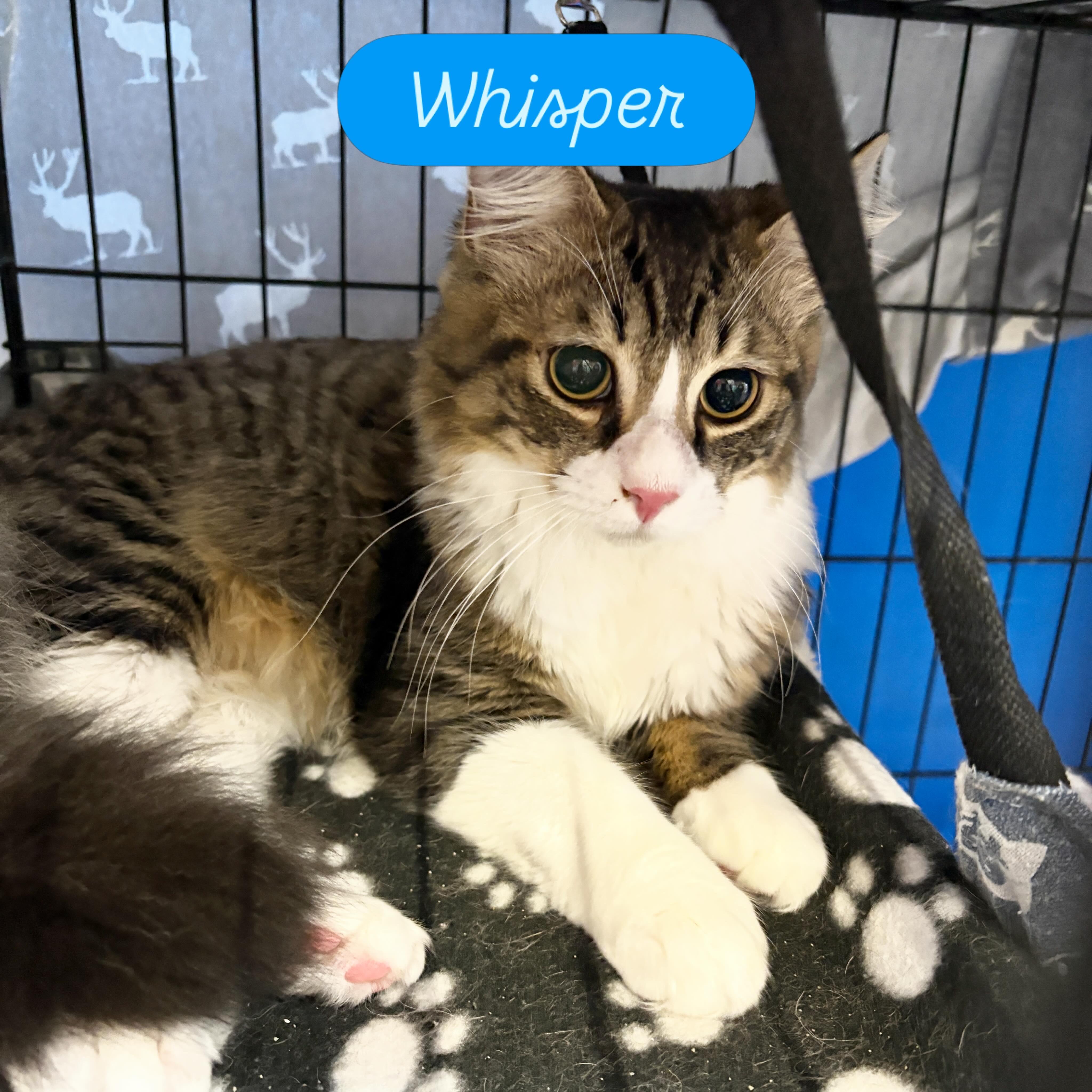 Whisper, adopted, Young Male Domestic Medium Hair.