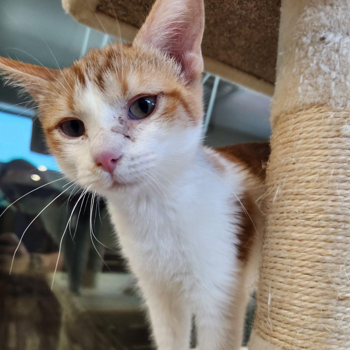 Maui, a ADOPTABLE Domestic Short Hair in Liberty, MO image 3/4
