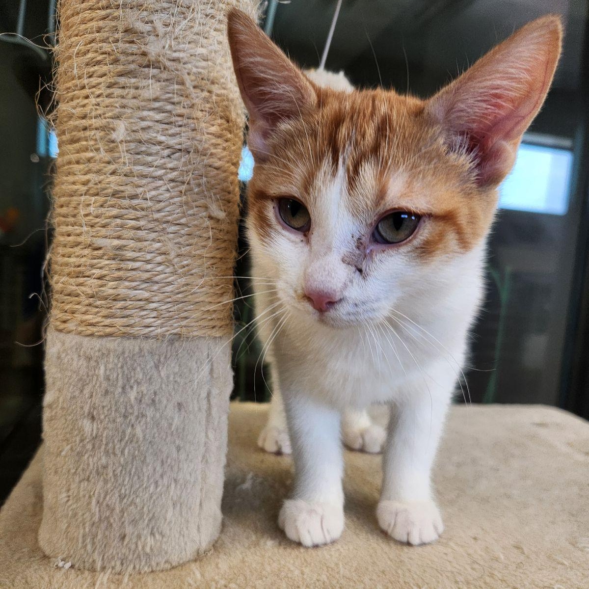 Maui, a ADOPTABLE Domestic Short Hair in Liberty, MO image 2/4