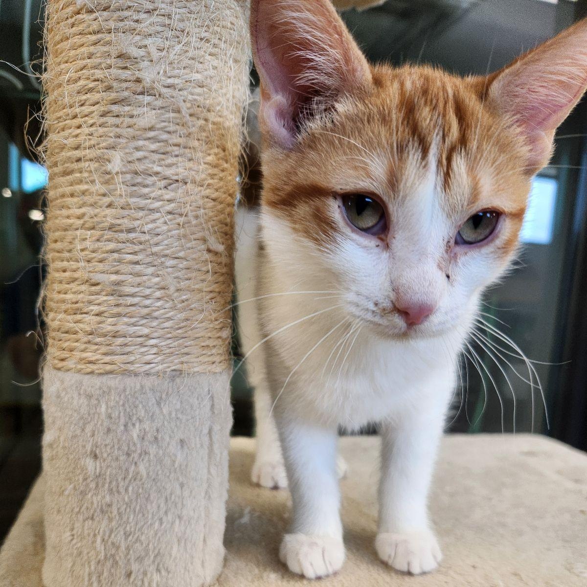 Maui, a ADOPTABLE Domestic Short Hair in Liberty, MO image 1/4