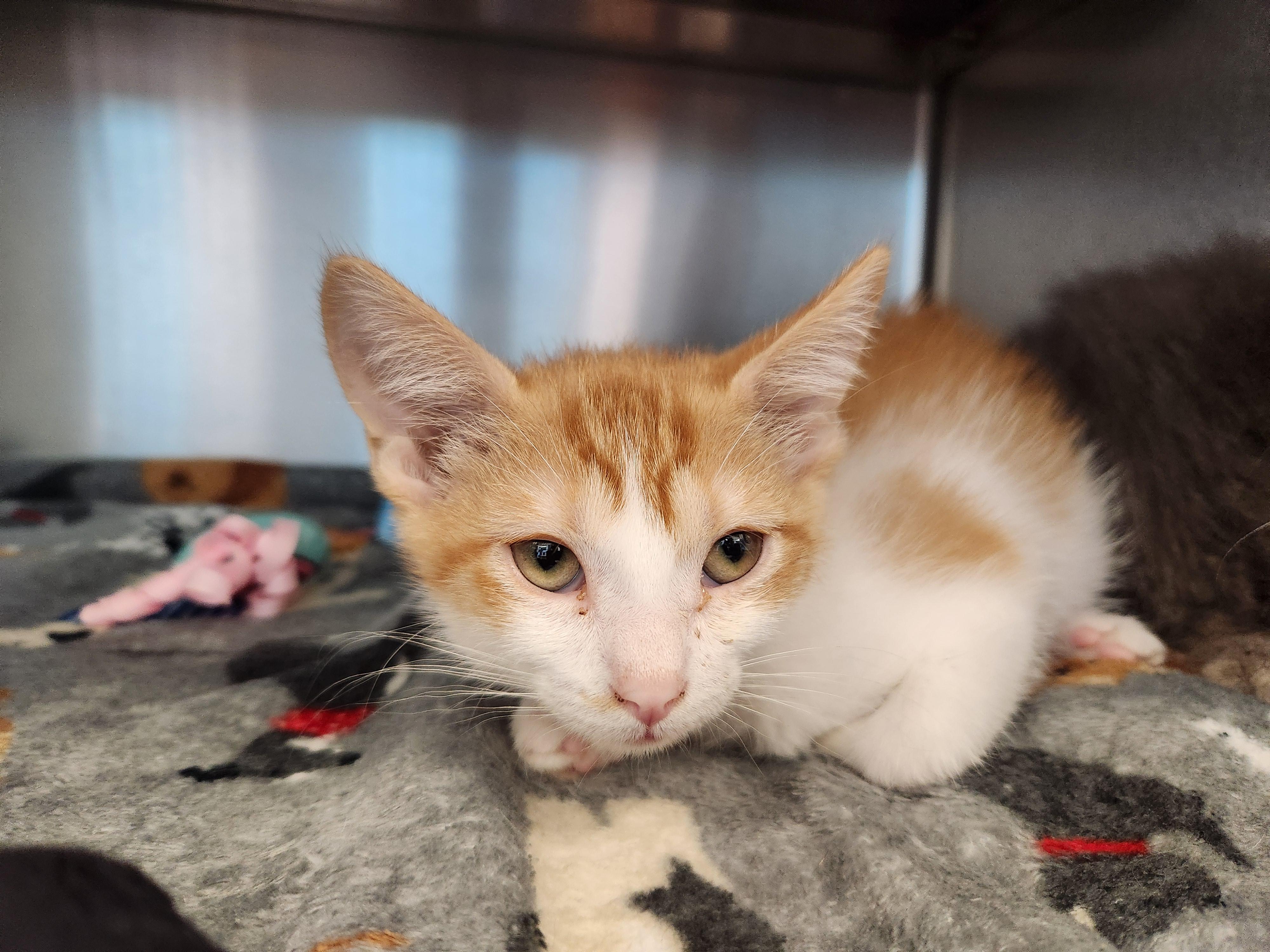 Enlarge Maui, a ADOPTABLE Domestic Short Hair in Liberty, MO image 1/1