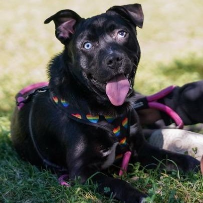Millie, ADOPTABLE, Puppy Female American Staffordshire Terrier & Miniature Pinscher.