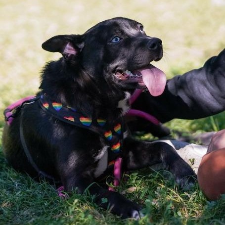 Millie, a ADOPTABLE mixed breed in San Diego, CA image 3/6