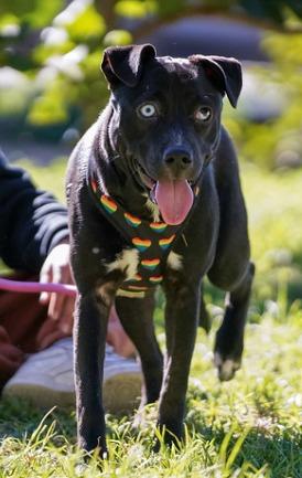 Millie, a ADOPTABLE mixed breed in San Diego, CA image 4/6