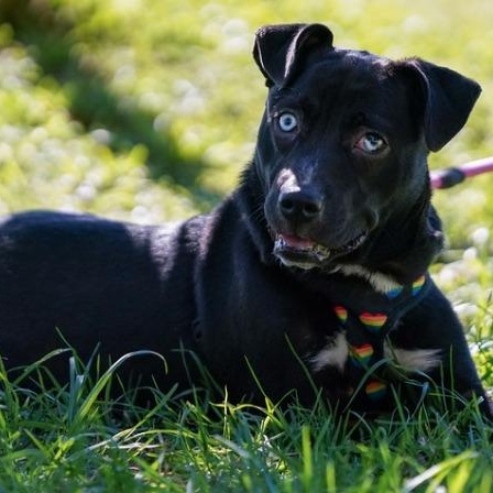 Millie, a ADOPTABLE mixed breed in San Diego, CA image 5/6
