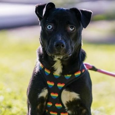 Millie, a ADOPTABLE mixed breed in San Diego, CA image 2/6