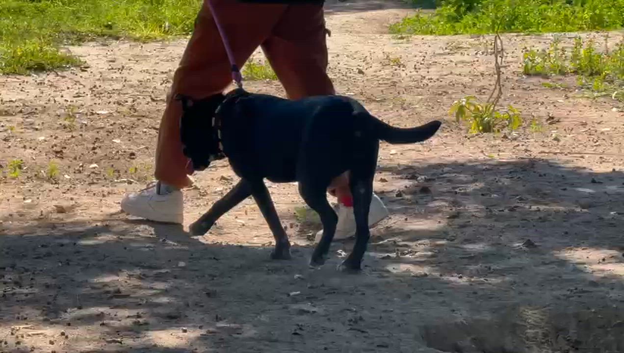 Enlarge Millie, a ADOPTABLE mixed breed in San Diego, CA video 6/6