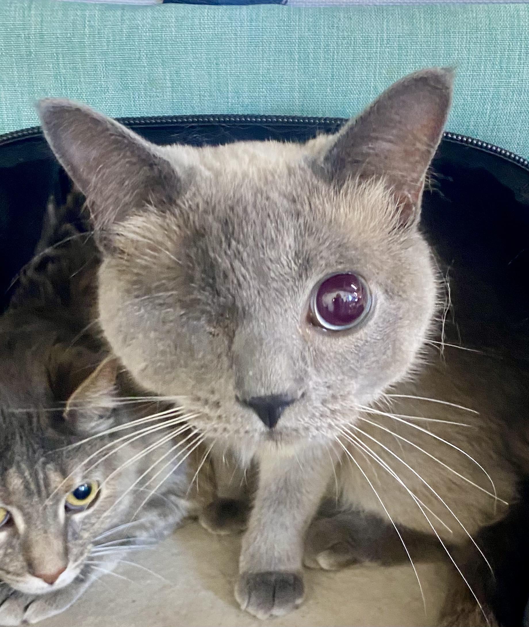 Wynnie, an adoptable Siamese in Blackfoot, ID, 83221 | Photo Image 1