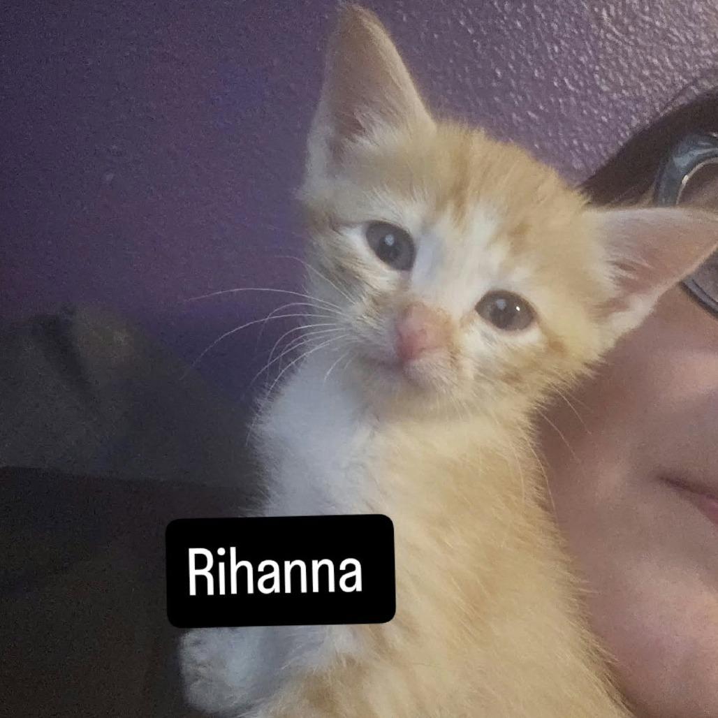 Rihanna, Adoptable, Kitten Female Domestic Short Hair & Domestic Short Hair.