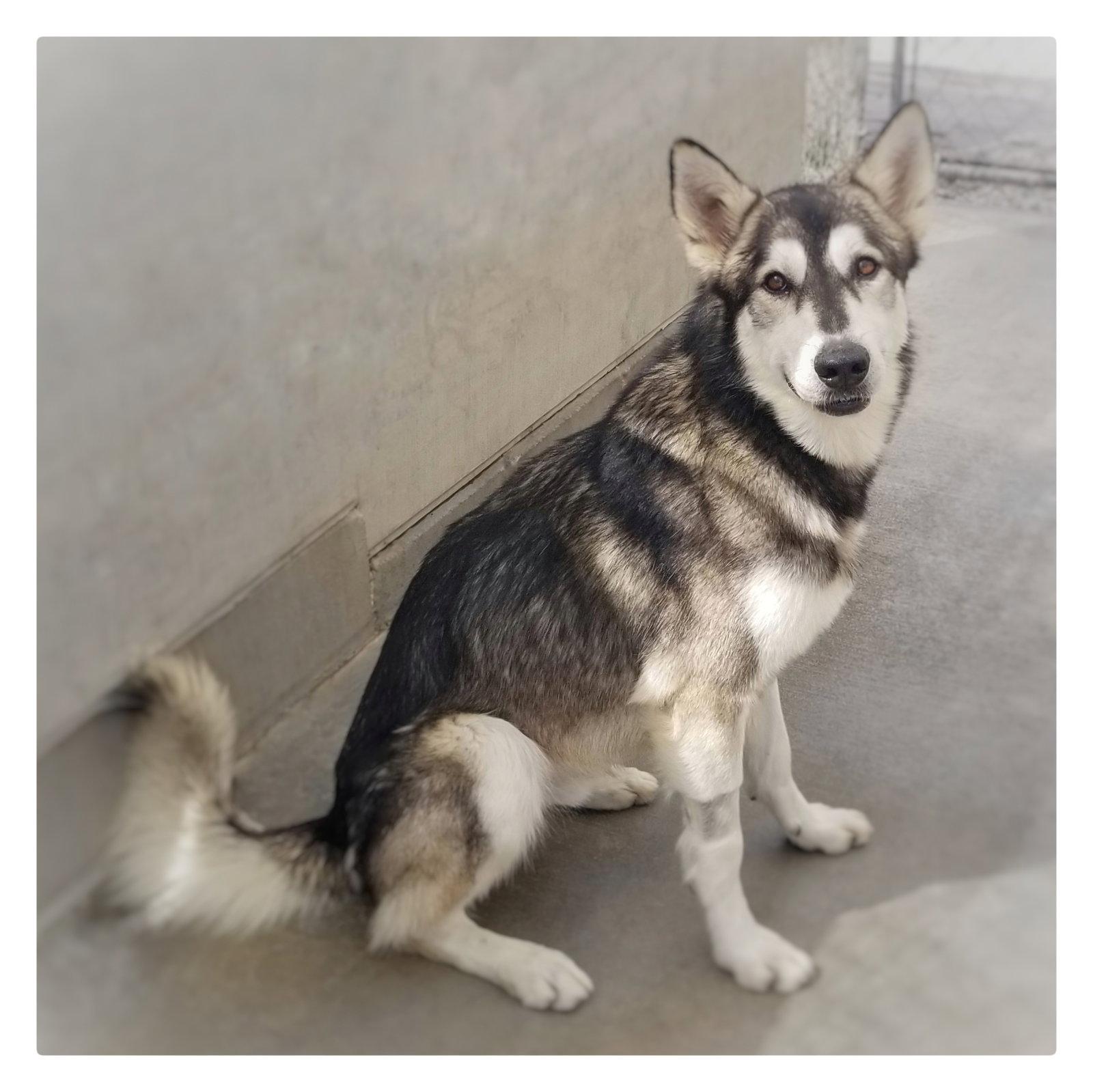 Lobo, Adoptable, Young Male Husky & Shepherd.