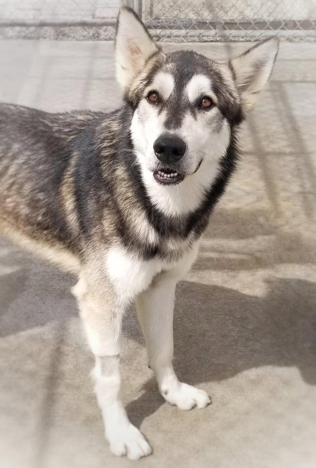 Lobo, a Adoptable mixed breed in Santa Ana, CA image 2/2