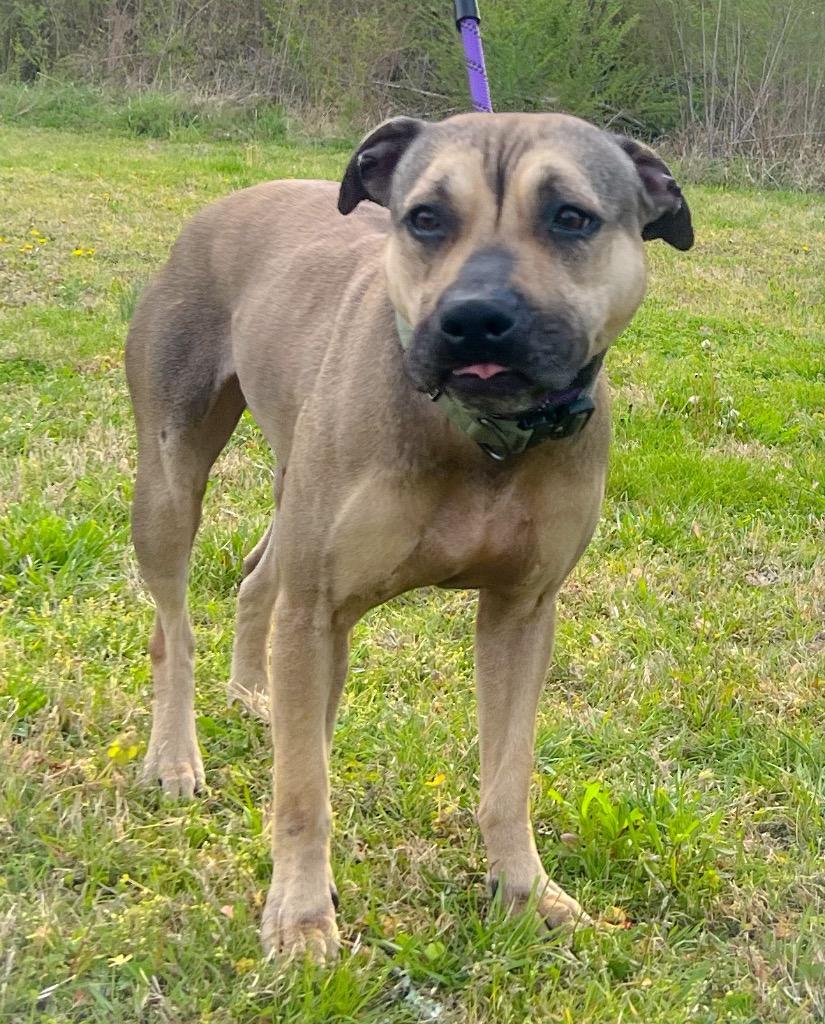 Enlarge Blossom (Roux), a Found mixed breed in Murray, KY image 1/1