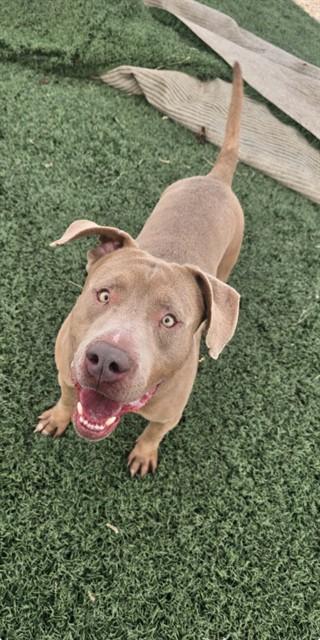 WHISKEY, Adoptable, Adult Male Pit Bull Terrier.