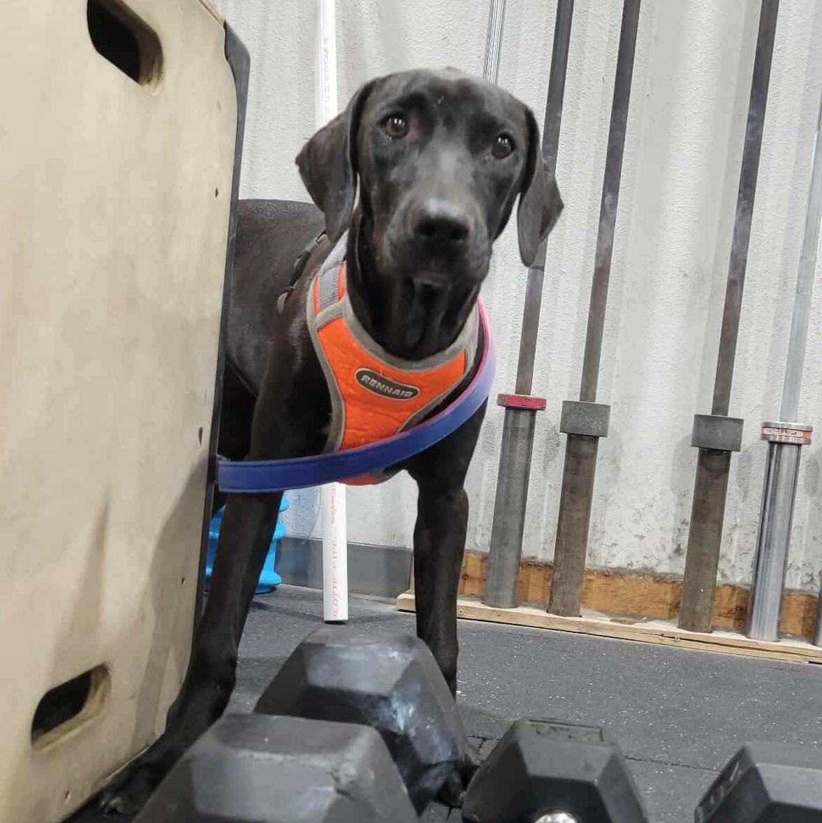 Junie, Adoptable, Young Female Black Labrador Retriever & Mixed Breed.