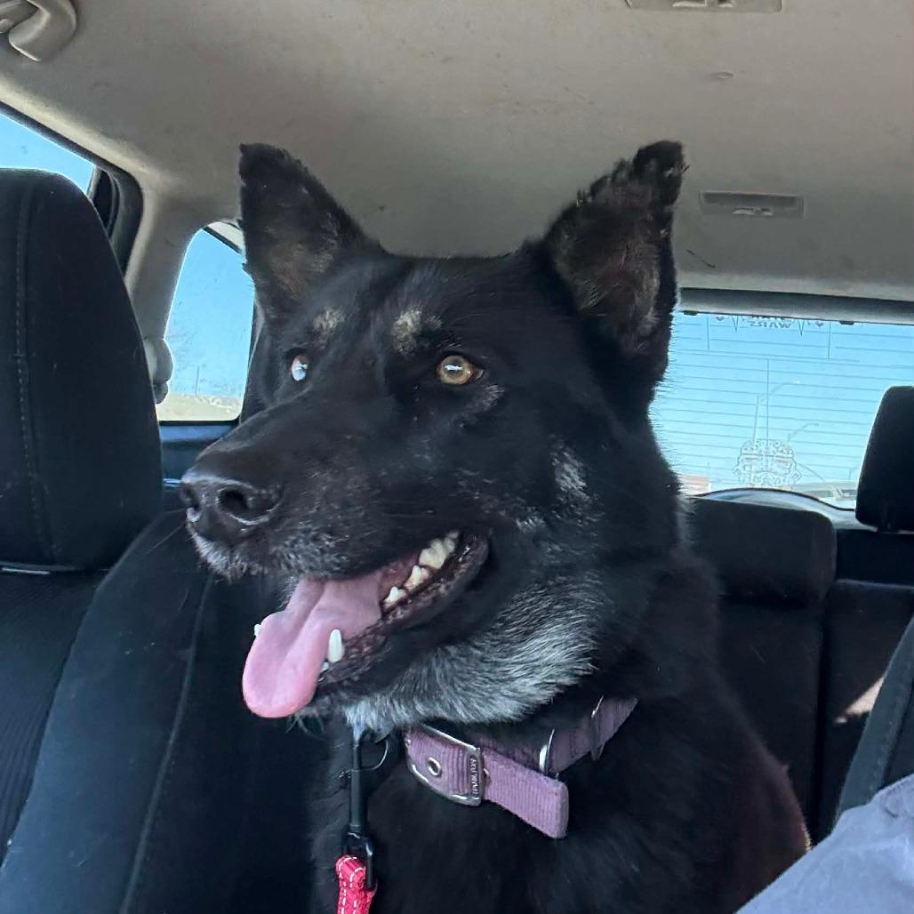 Aspen (PKA Lucy), Adoptable, Adult Female German Shepherd Dog.
