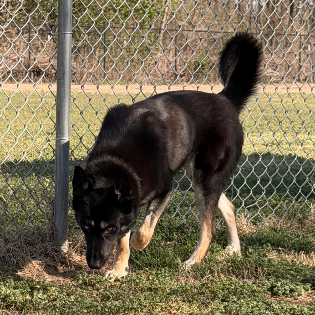 Enlarge Aspen (PKA Lucy), a Adoptable German Shepherd Dog in Tulsa, OK image 2/6