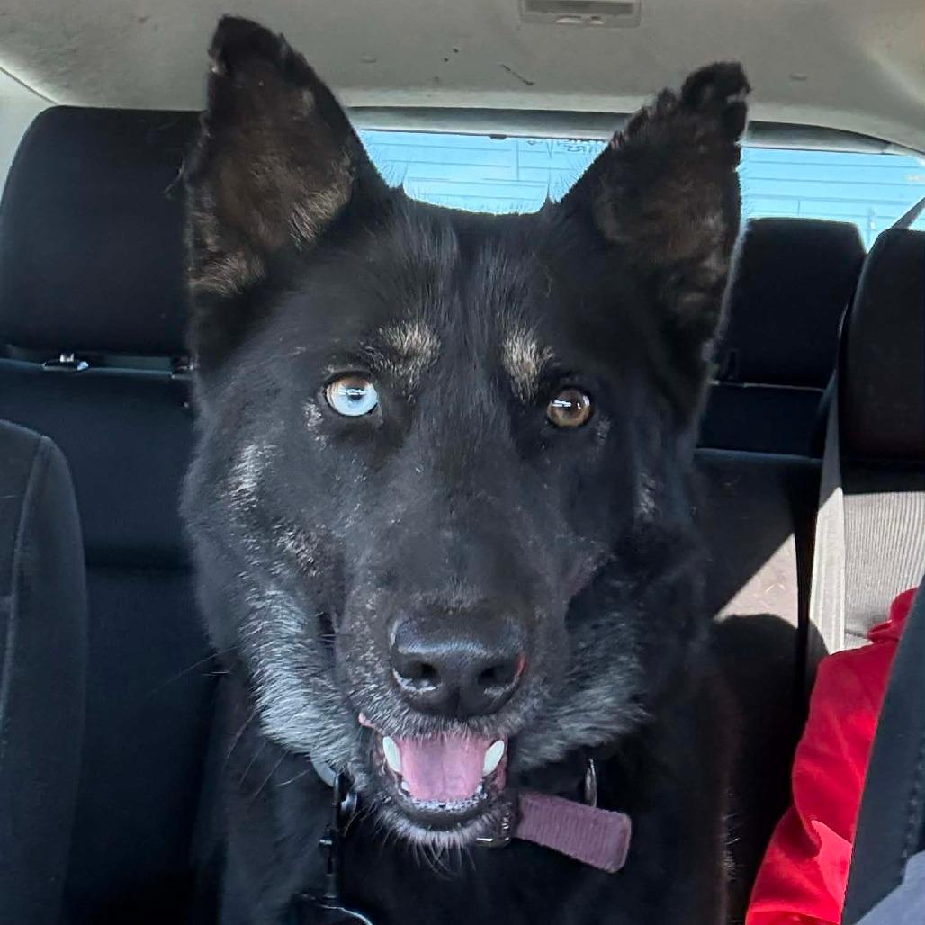 Enlarge Aspen (PKA Lucy), a Adoptable German Shepherd Dog in Tulsa, OK image 3/6