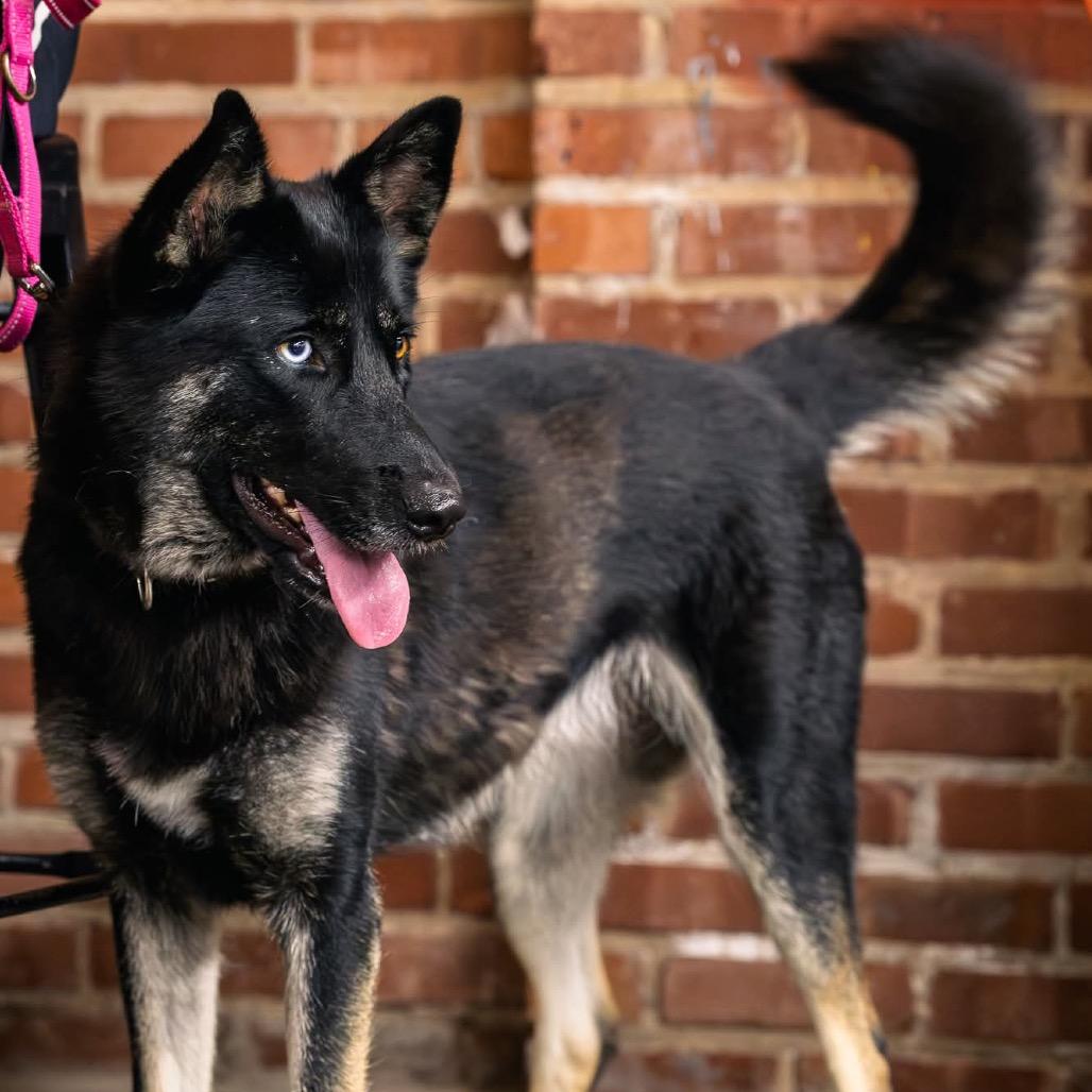 Aspen (PKA Lucy), a Adoptable German Shepherd Dog in Tulsa, OK image 4/6