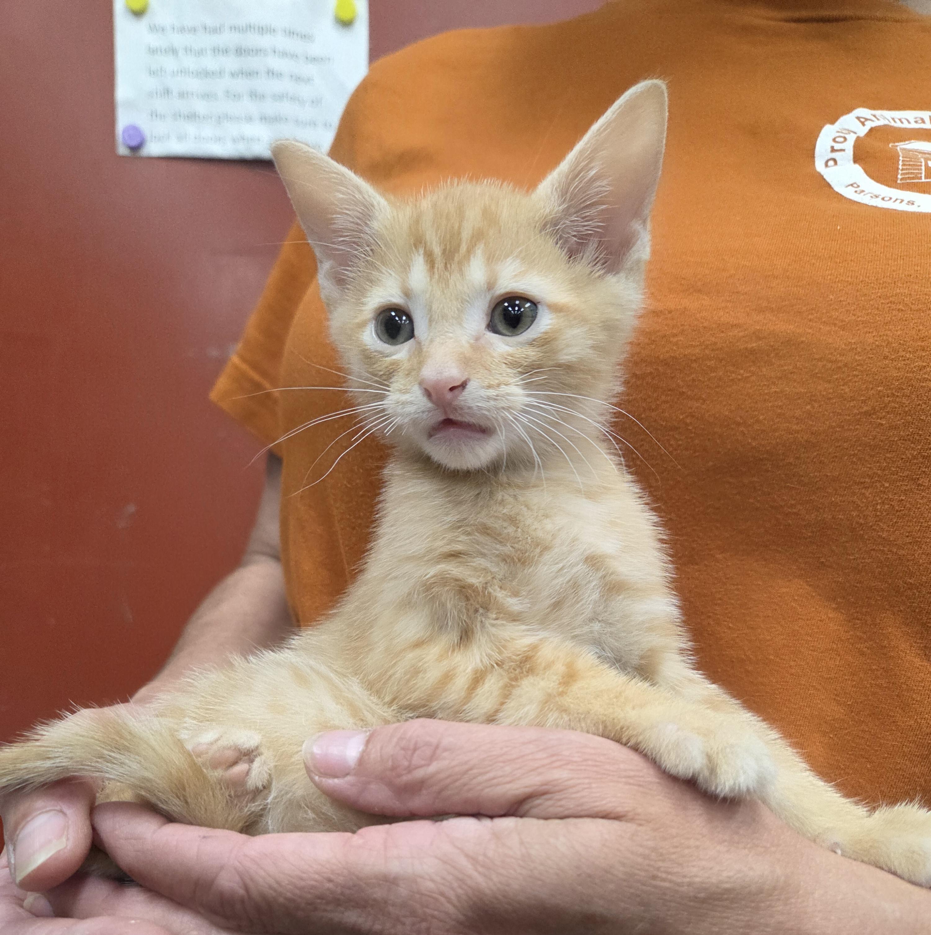 Enlarge Garnet, a ADOPTABLE Domestic Short Hair in Parsons, KS image 1/1