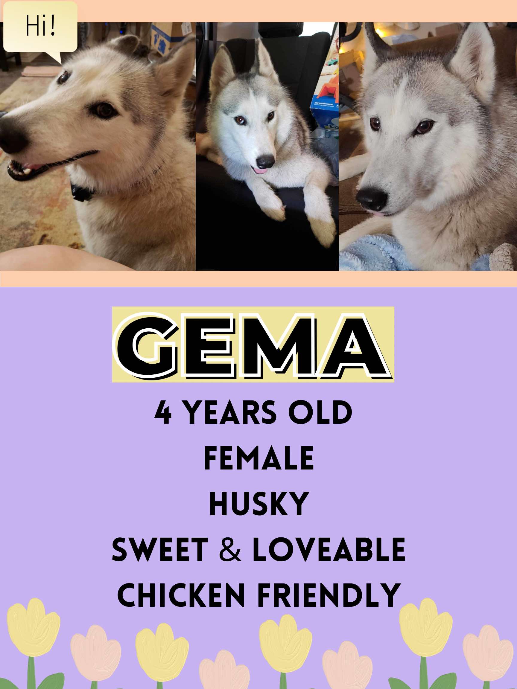 Enlarge Gemma, a Adoptable Husky in Aulac, NB image 1/1