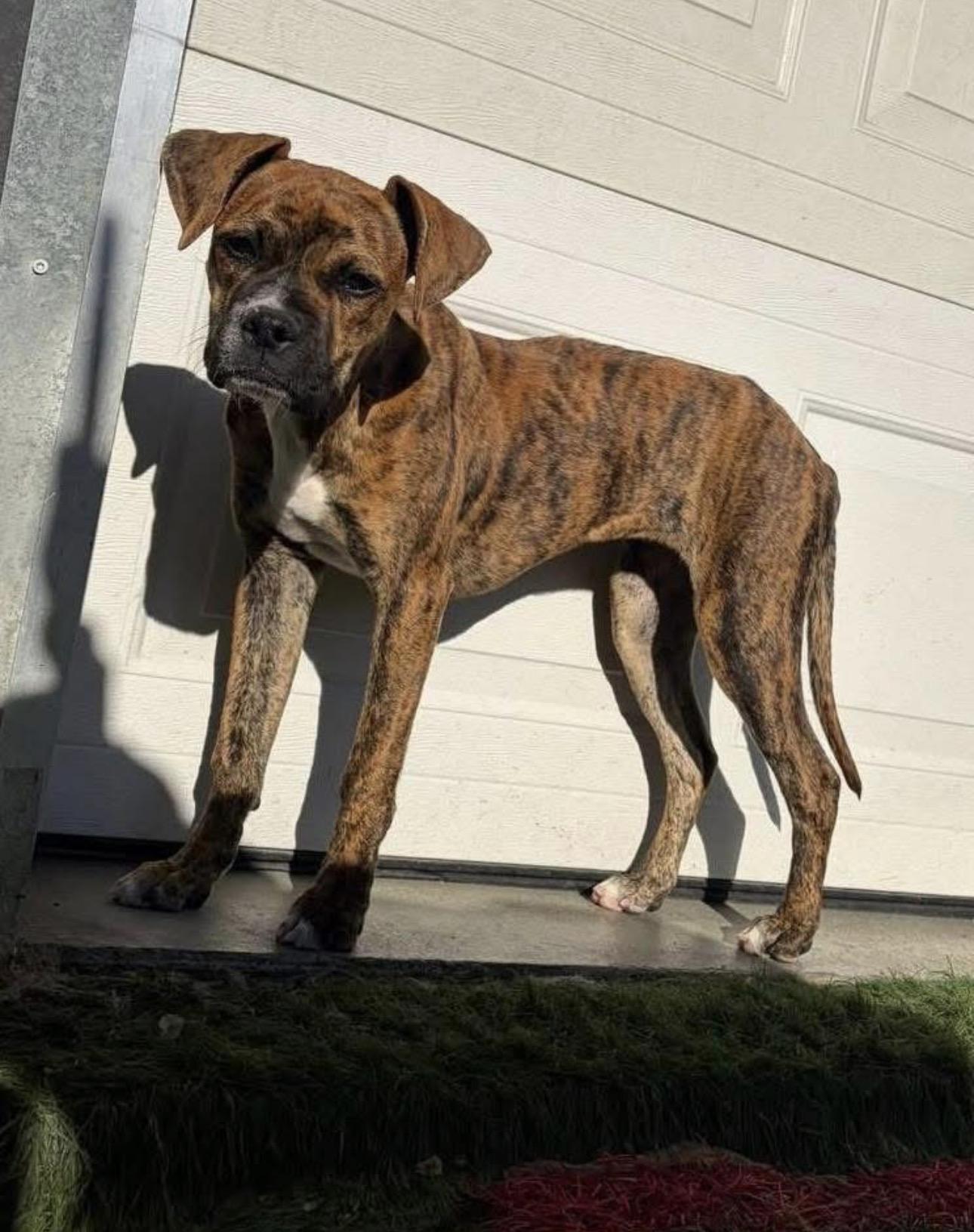 Enlarge Chloe, an adopted mixed breed in Kutztown, PA image 1/4
