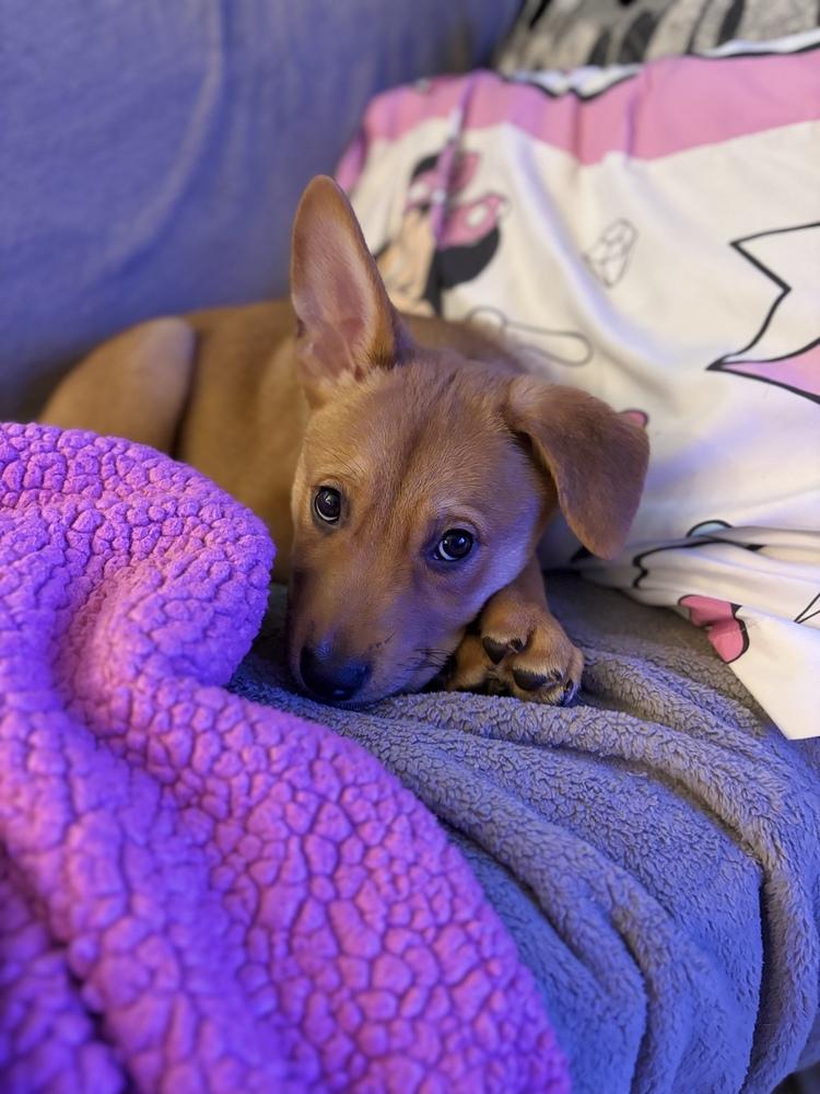 Enlarge Pancake, a Adopted mixed breed in Pleasant Hill, CA image 1/6