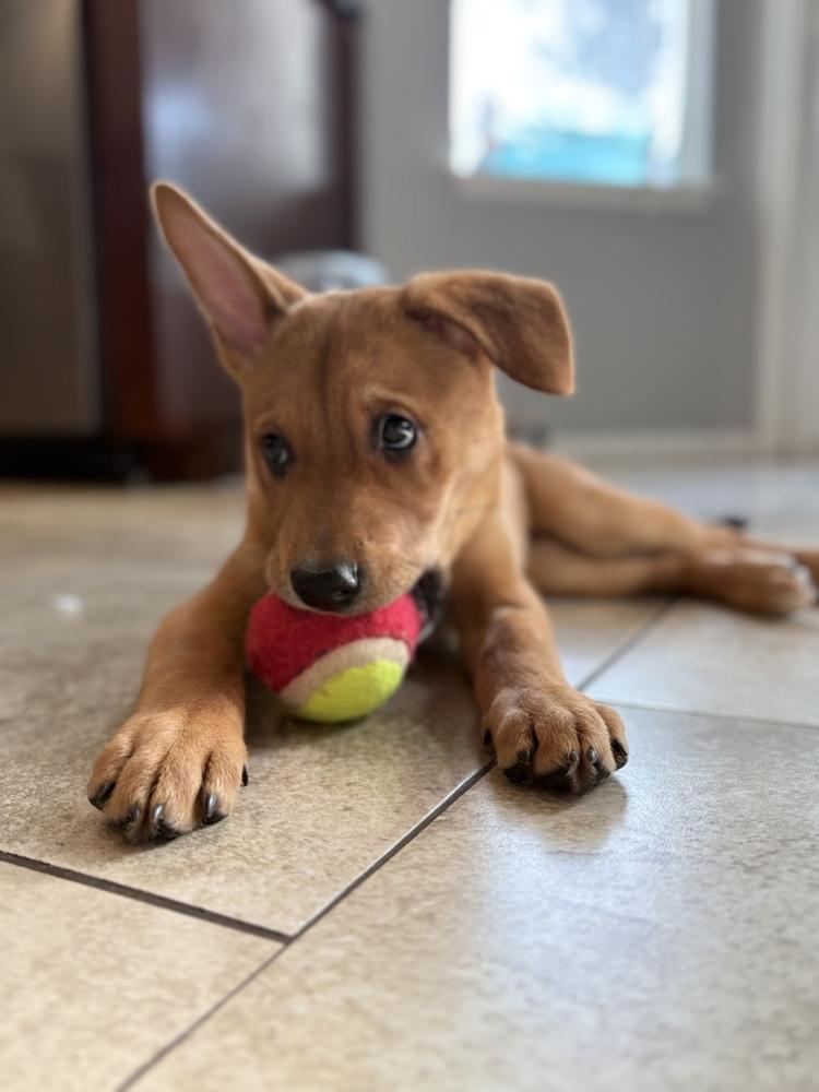 Enlarge Pancake, a Adopted mixed breed in Pleasant Hill, CA image 2/6