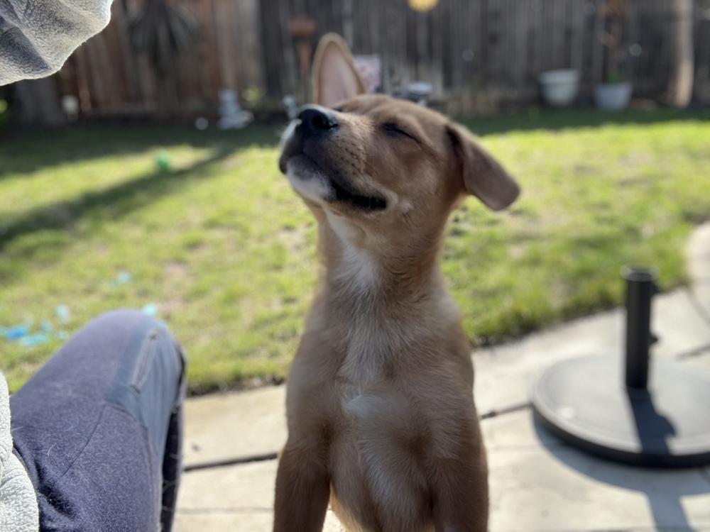 Enlarge Pancake, a Adopted mixed breed in Pleasant Hill, CA image 3/6
