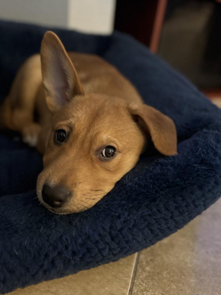 Enlarge Pancake, a Adopted mixed breed in Pleasant Hill, CA image 4/6
