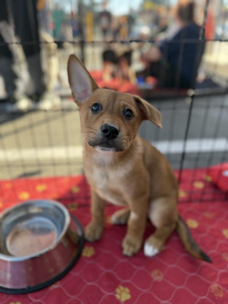 Enlarge Pancake, a Adopted mixed breed in Pleasant Hill, CA image 5/6