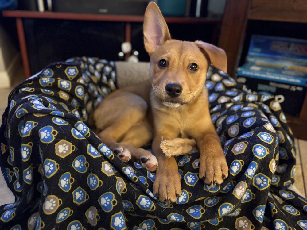 Enlarge Pancake, a Adopted mixed breed in Pleasant Hill, CA image 6/6