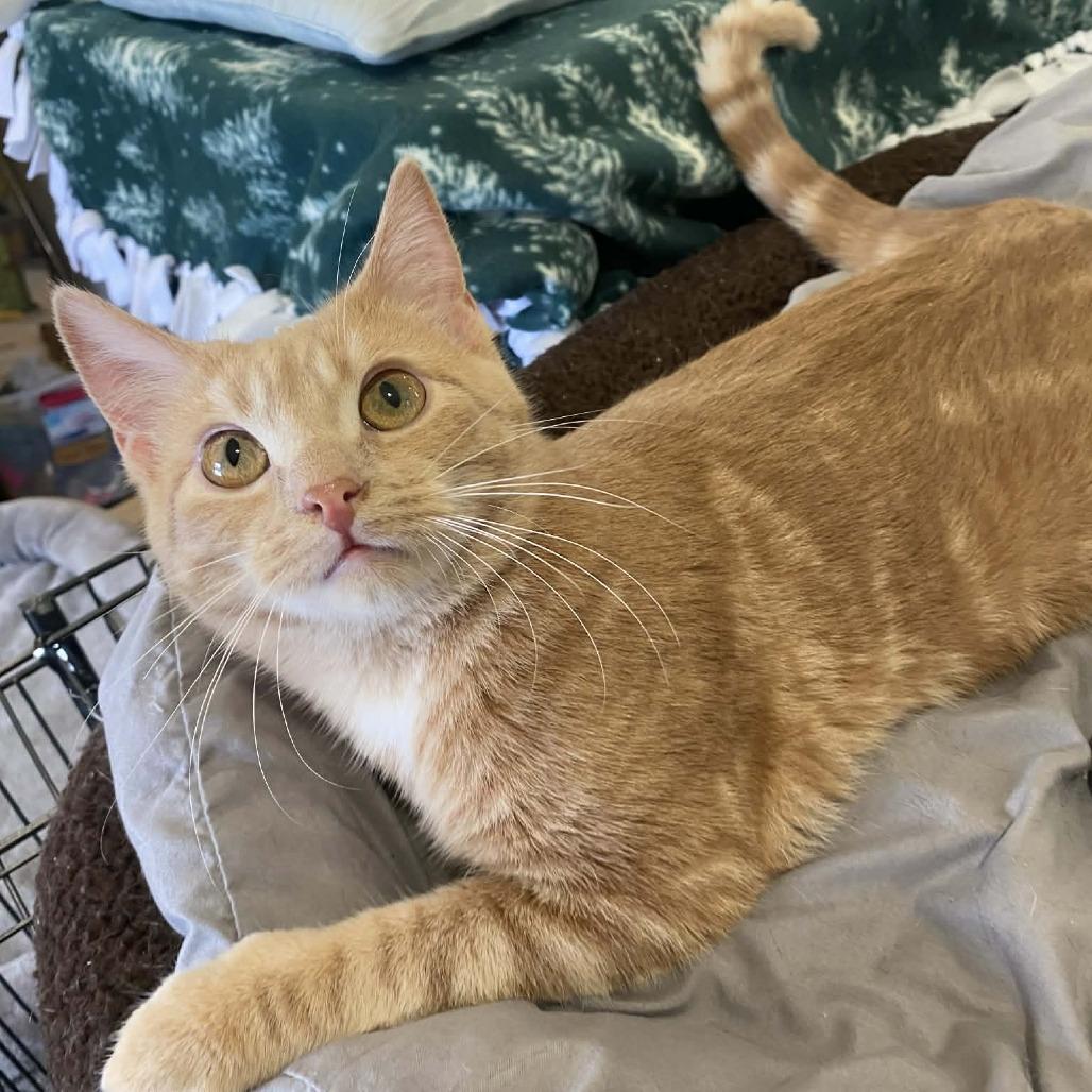 Roger, Adoptable, Young Male Domestic Short Hair.