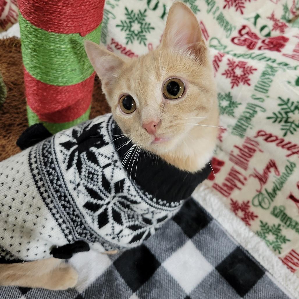 Enlarge Roger, a Adoptable Domestic Short Hair in Park Falls, WI image 2/2