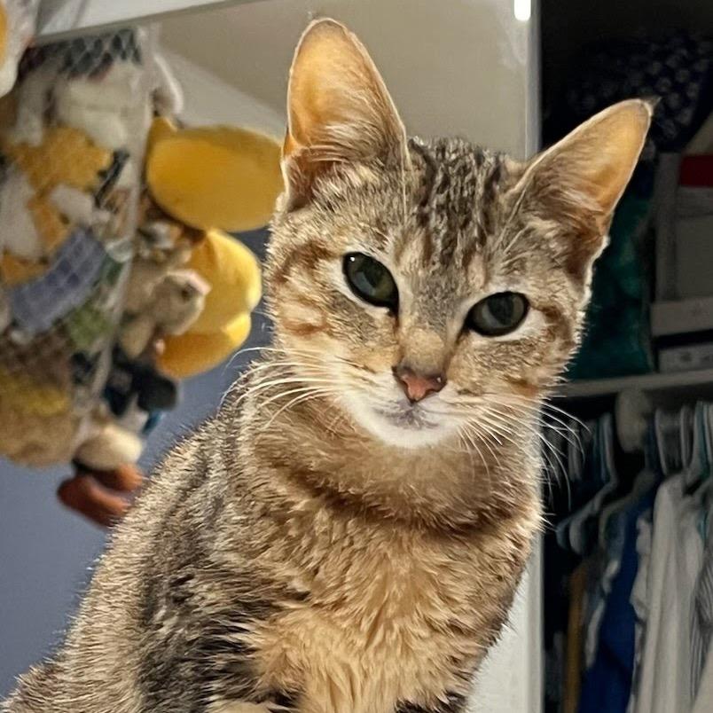 Enlarge Tiger, a Adoptable American Shorthair in Escondido, CA image 1/1