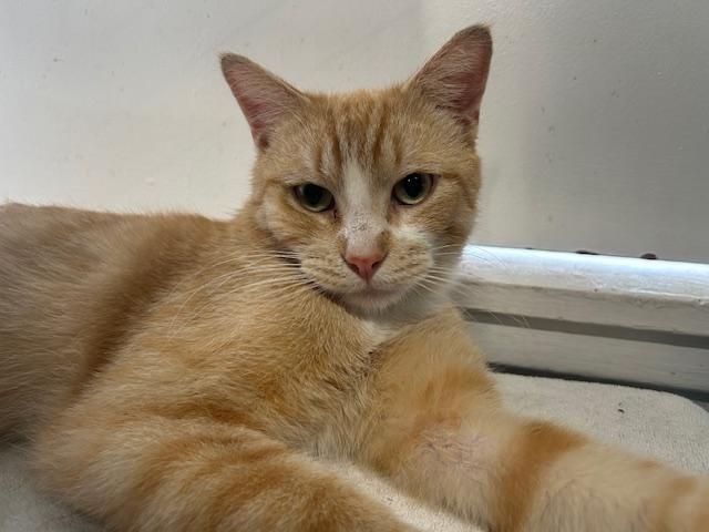 Enlarge Blaze, a ADOPTABLE Domestic Short Hair in Chicago, IL image 4/5