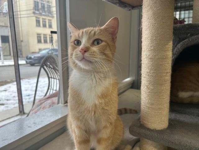 Enlarge Blaze, a ADOPTABLE Domestic Short Hair in Chicago, IL image 5/5