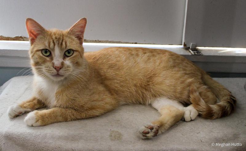 Enlarge Blaze, a ADOPTABLE Domestic Short Hair in Chicago, IL image 2/5