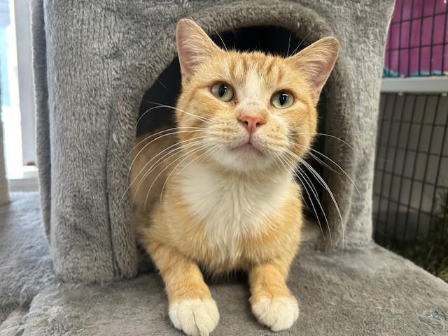 Enlarge Blaze, a ADOPTABLE Domestic Short Hair in Chicago, IL image 1/5