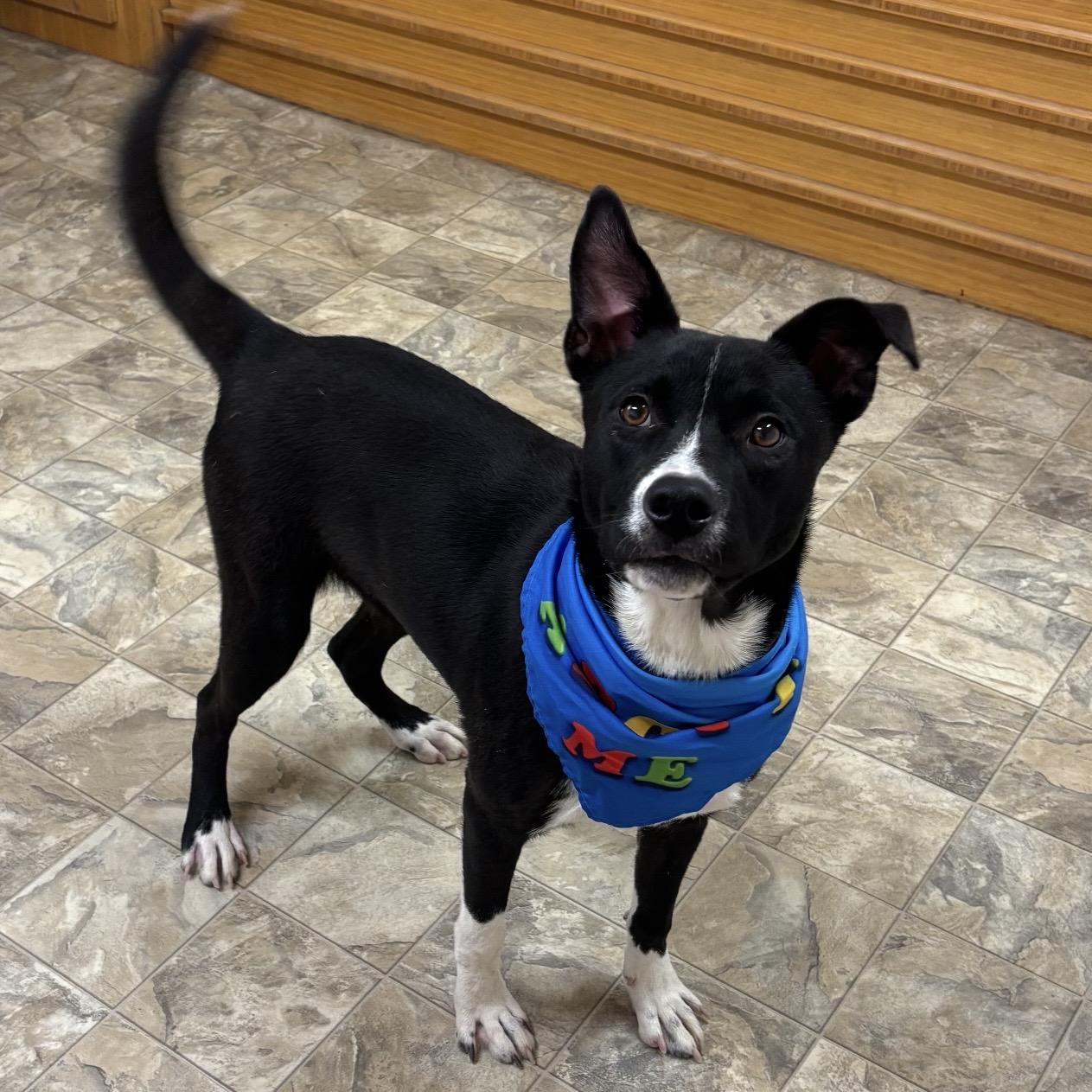 Drake, ADOPTABLE, Adult Male Terrier.