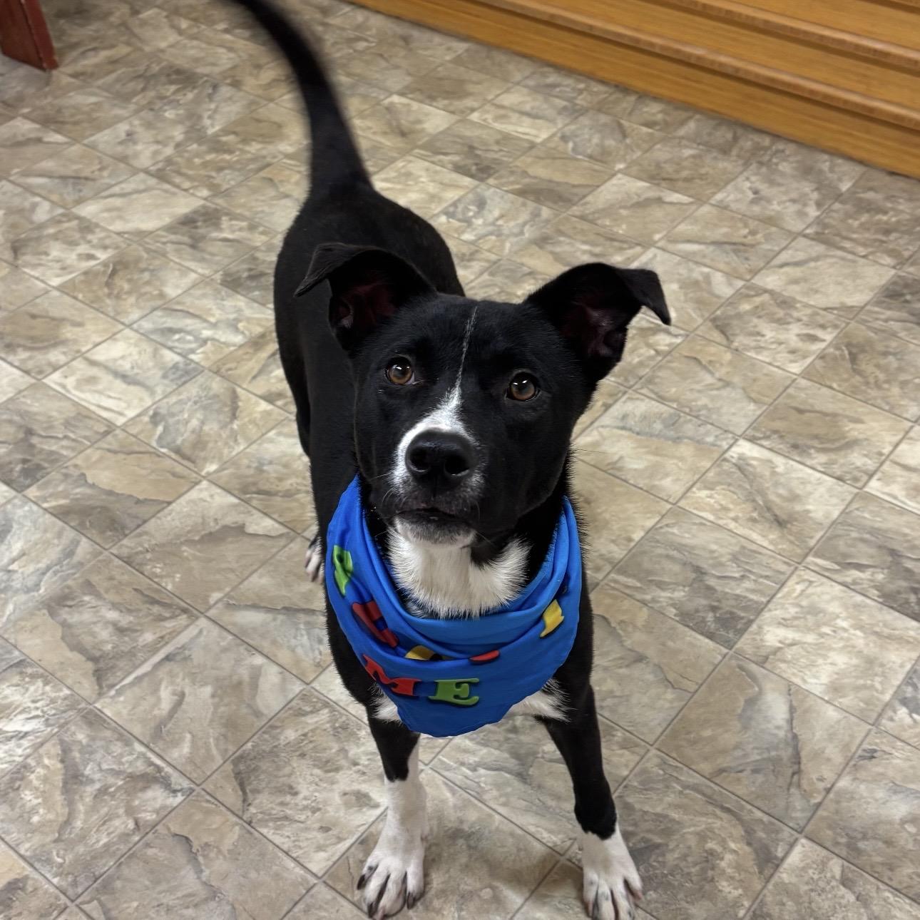Enlarge Drake, a ADOPTABLE mixed breed in Pilot Point, TX image 2/4