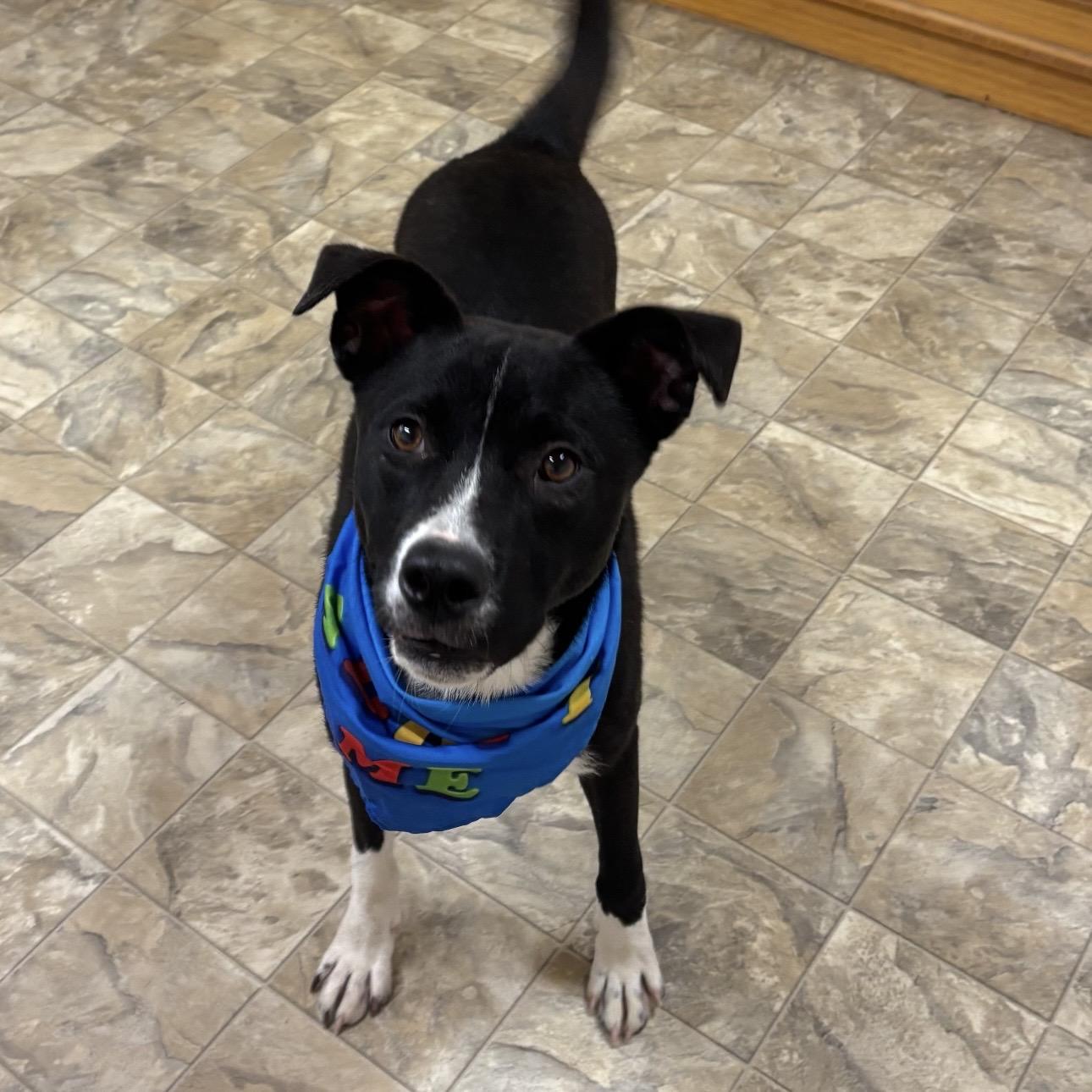 Enlarge Drake, a ADOPTABLE mixed breed in Pilot Point, TX image 3/4