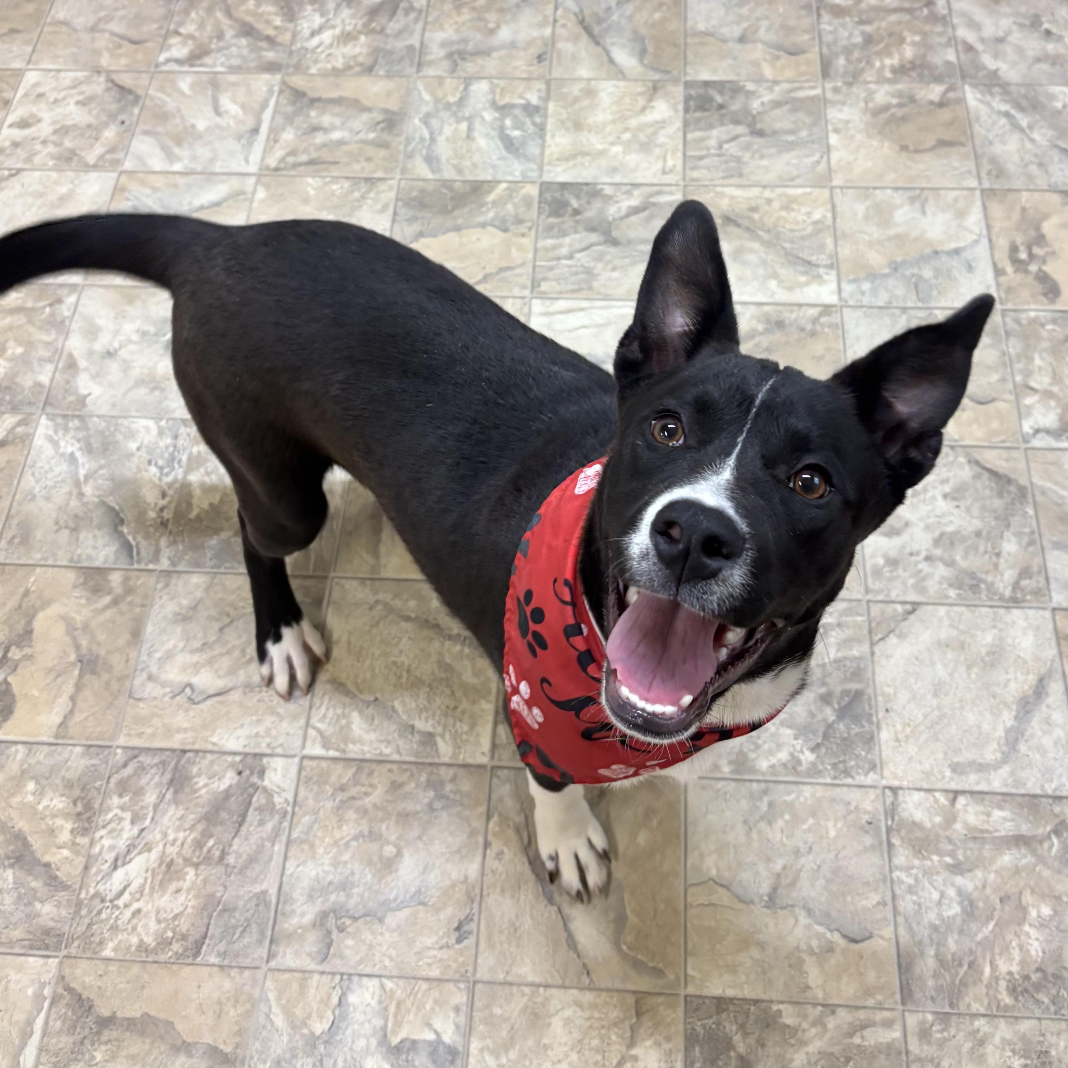 Enlarge Drake, a ADOPTABLE mixed breed in Pilot Point, TX image 4/4