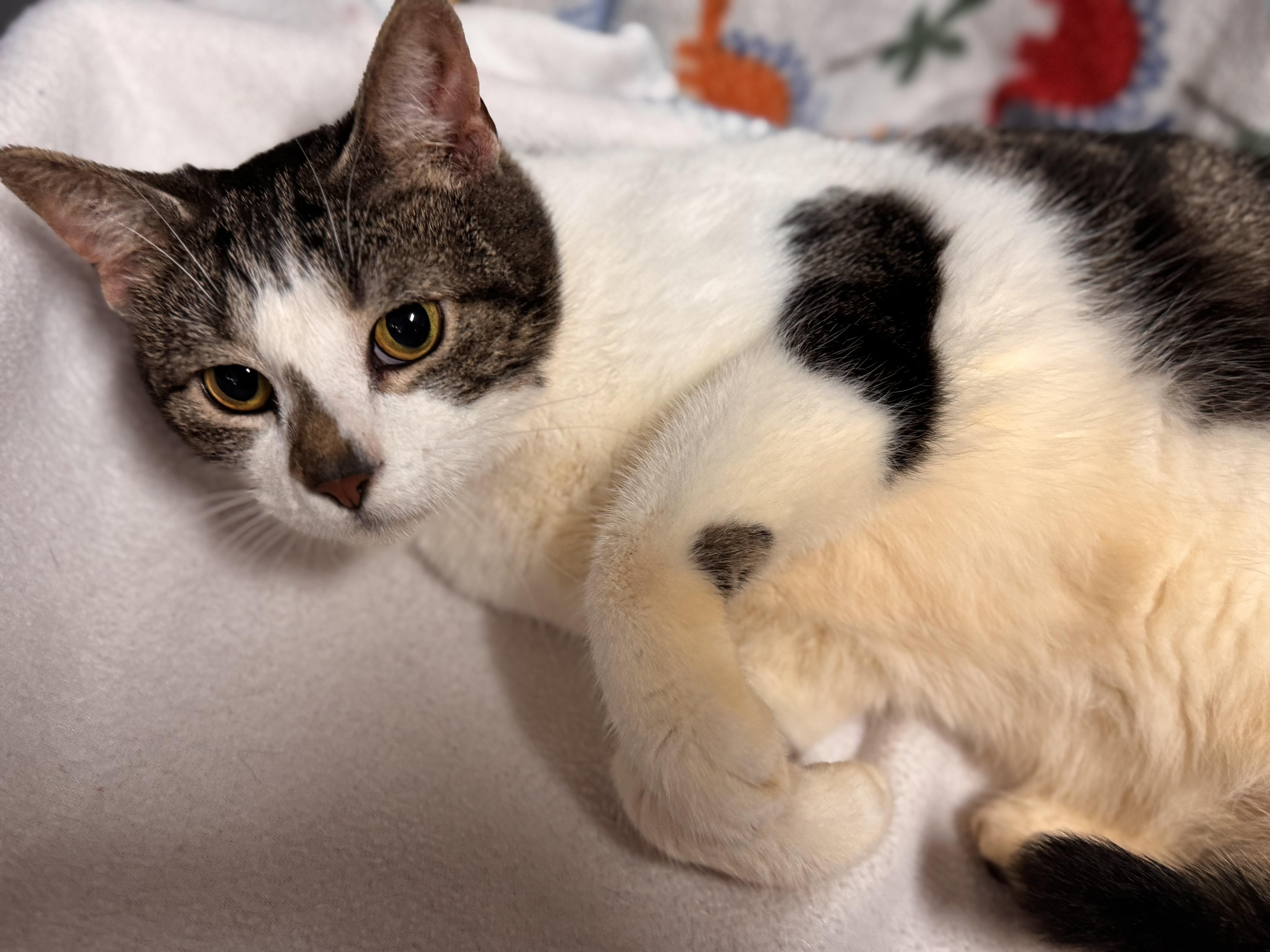 Smudge, Young Female Domestic Short Hair