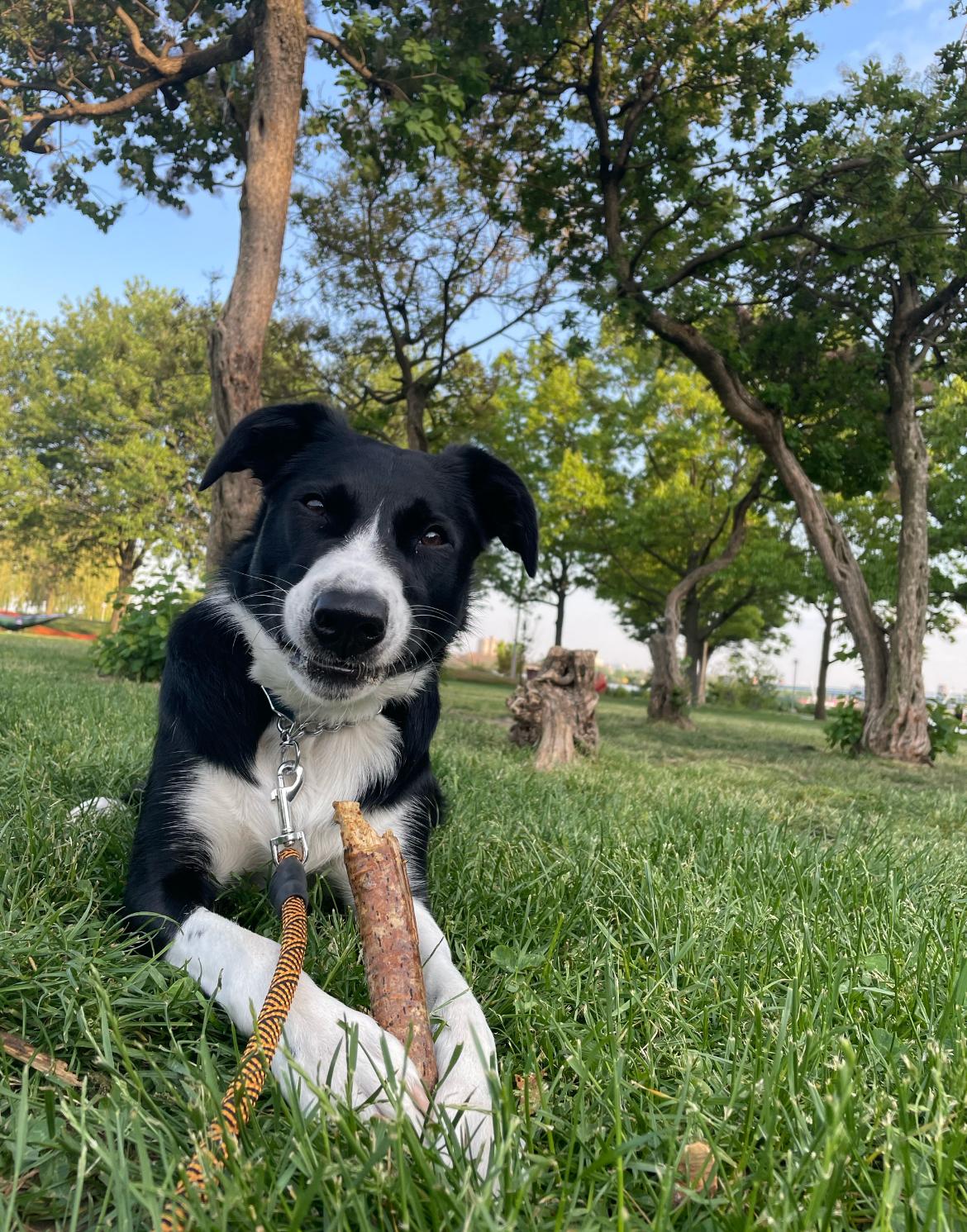 Enlarge Goose, an adopted Border Collie in Colmar, PA image 3/6